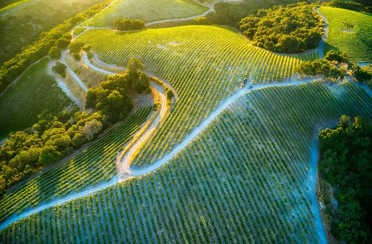 Vignoble de la Vallée thrace