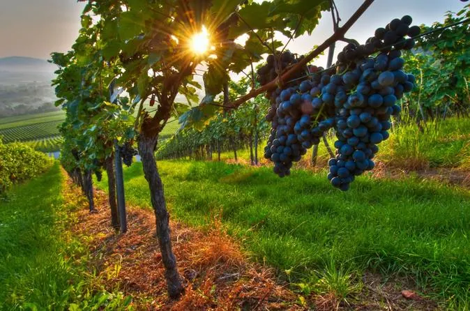 Vignes de Starosel